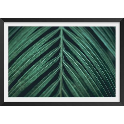 Affiche feuille palmen HEXOA