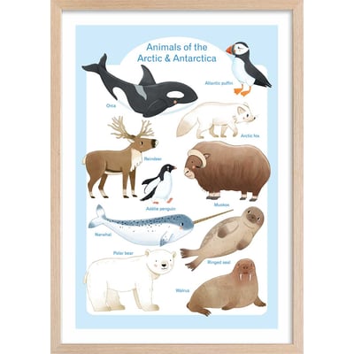 Affiche enfant animaux polaires HEXOA