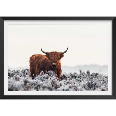 Poster highland sous la neige HEXOA
