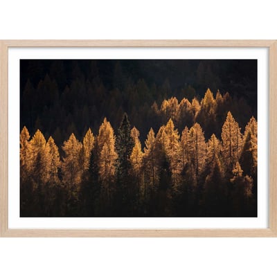 Affiche mélèzes d' automne HEXOA