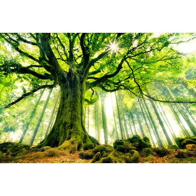 Tableau nature l 'hêtre de ponthus HEXOA