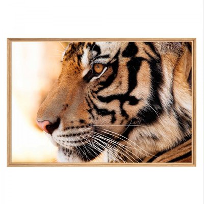 Tableau mural mat encadré tigre de biais CEANOTHE