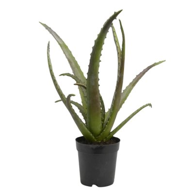 Cactus Aloe Vera Verox H48 cm AMADEUS