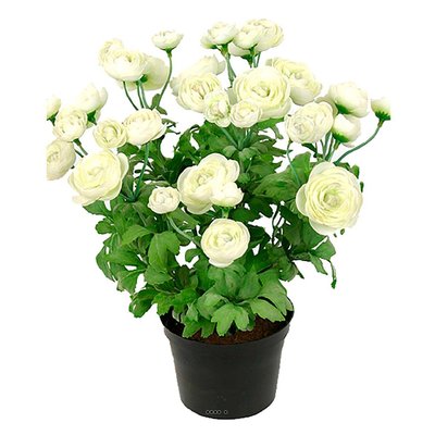 Renoncule factice en pot H28cm 32 fleurs ARTIFICIELLES
