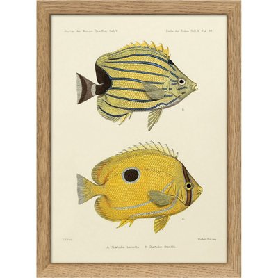 Gravure poissons  Chaetodon THE DYBDAHL CO