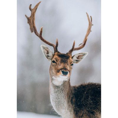 Tableau mural cerf sous la neige CEANOTHE