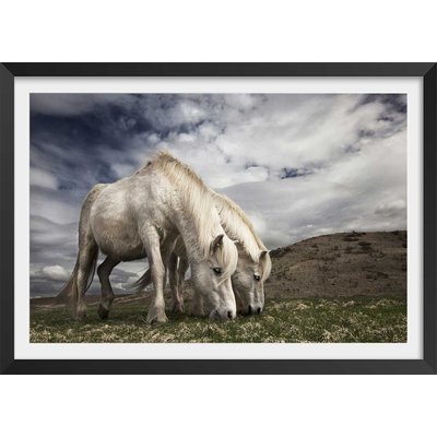 Affiche Chevaux blancs HEXOA
