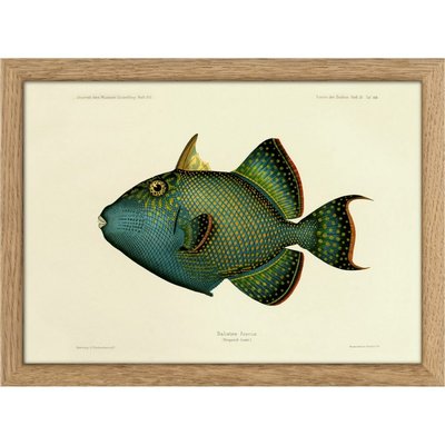 Petit cadre poisson vintage  Blue Triggerfish THE DYBDAHL CO