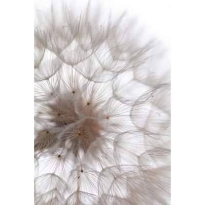 Tableau Mural Pissenlit FLEUR CEANOTHE