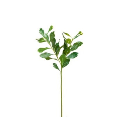 Feuillage de pittosporum artificiel H57 SIA DECO