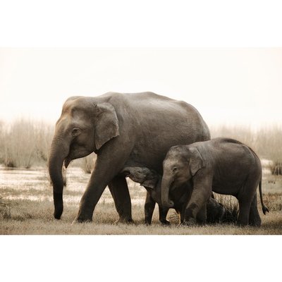 Tableau mural famille d'éléphants CEANOTHE
