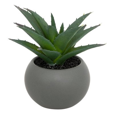 Plante grasse en pot ATMOSPHERA
