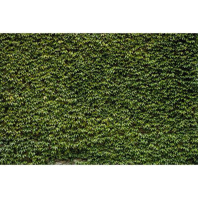 Tableau nature mur de lierres HEXOA