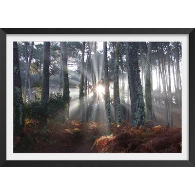 Affiche paysage brume landaise HEXOA