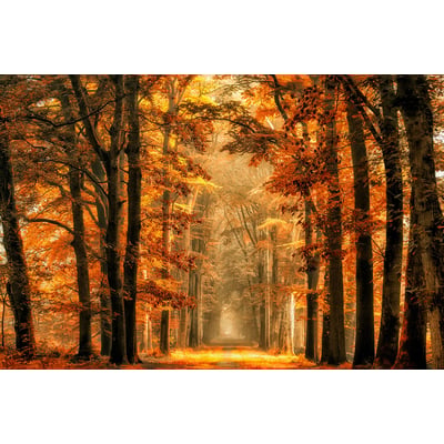 Tableau magie de l' automne HEXOA