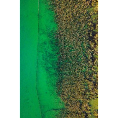 Tableau végétaux et flore aquatique HEXOA