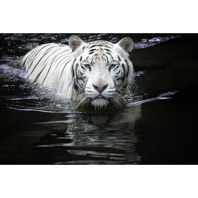 Tableau tigre Regarde moi HEXOA