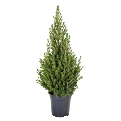 Planta Picea Glauca - árvore de Natal natural, BIOMA BIOMA PLANTS