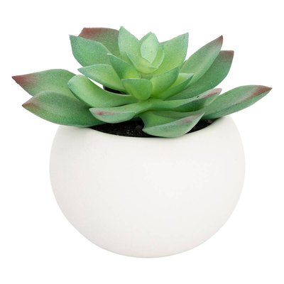Plante grasse en pot ATMOSPHERA