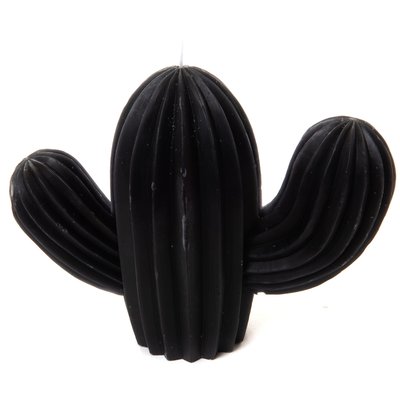 Bougie cactus  e AMADEUS