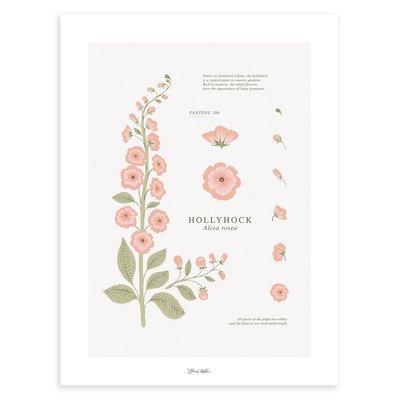 Affiche rose trémière WILDFLOWERS LILIPINSO