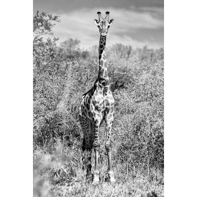 Tableau animaux girafe en instantanée HEXOA