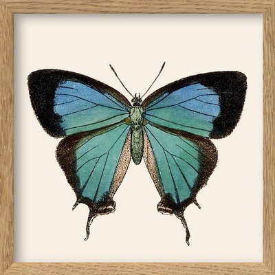 Petit tableau encadre papillon  butterfly THE DYBDAHL CO