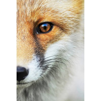 Tableau Mural Renard ANIMAUX CEANOTHE
