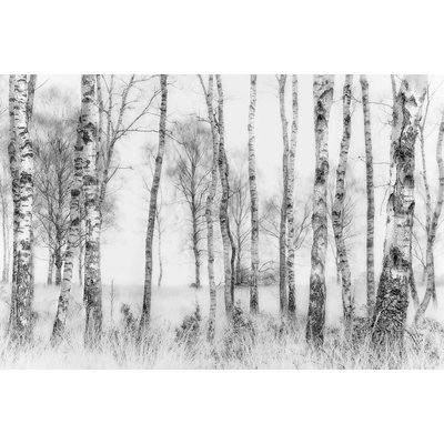Tableau bouleaux en monochrome HEXOA