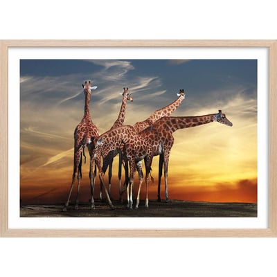 Affiche animaux girafes meeting HEXOA