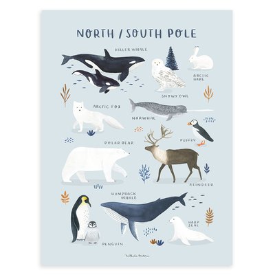 Affiche enfant animaux pôle nord et sud LIVING EARTH LILIPINSO