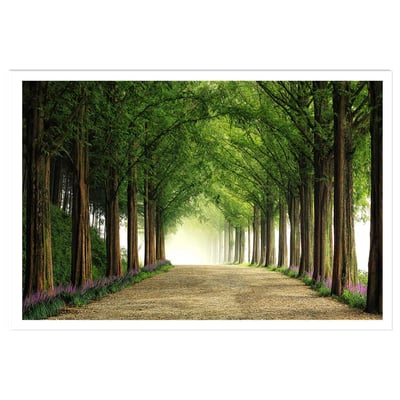 Affiche L'arbre Metasequoia HEXOA