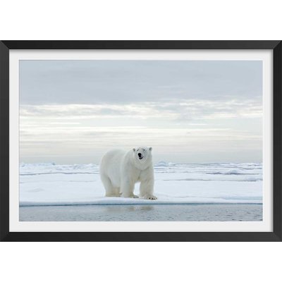 Affiche ours blanc sur la banquise HEXOA