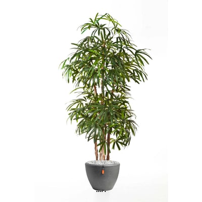 Palmier Raphis new artificiel H230 cm 1 ARTIFICIELLES