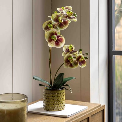 50cm Multicolour Orchid in Moss Ceramic Dot Pot ÉDITÉ