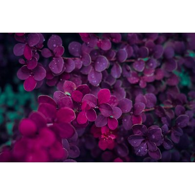 Tableau fleurs de lilas au printemps HEXOA