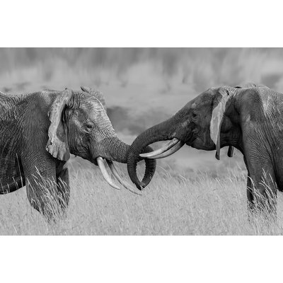 Tableau éléphant qui es tu? HEXOA
