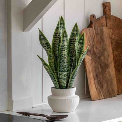 Faux Snake Plant in Ceramic Pot ÉDITÉ