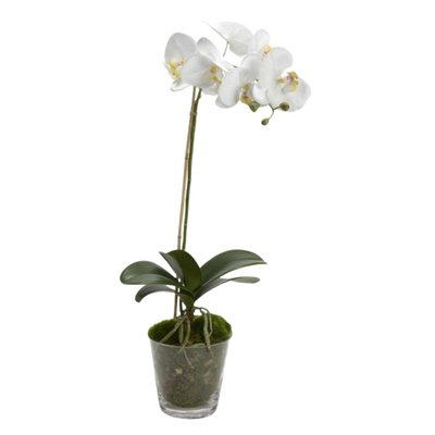 Orchidée Phalae    he H64 cm-DIVA AMADEUS
