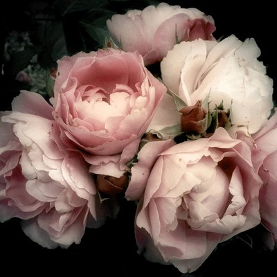 Tableau Mural Fleur Romantique FLEUR CEANOTHE