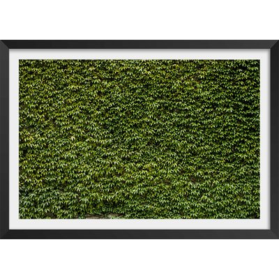 Affiche nature mur de lierres HEXOA