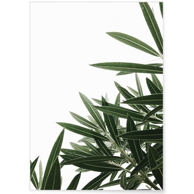 Poster Nature plante verte 1 L'AFFICHERIE