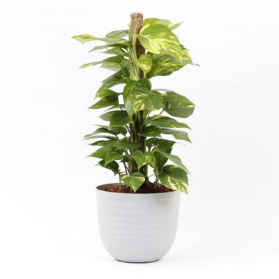Planta Scindapsus aureum + vaso havana waves, da BIOMA BIOMA PLANTS