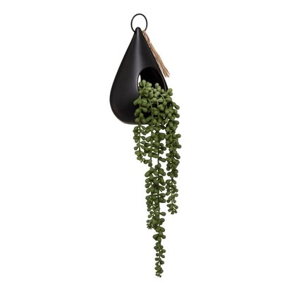 Plante suspendue goutte ATMOSPHERA