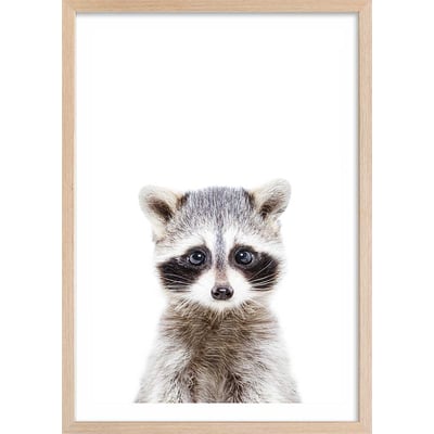Affiche enfant bébé raton laveur HEXOA