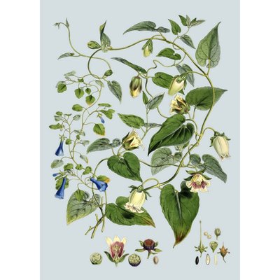 Affiche botanique fleurs  Blue and White Flowers THE DYBDAHL CO