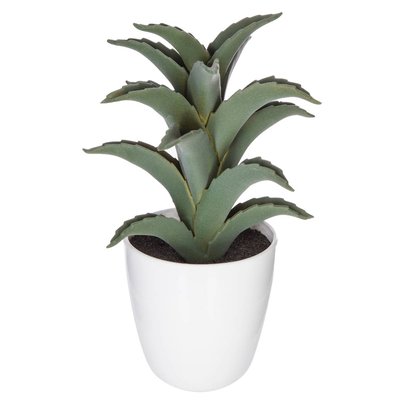 Plante succulente & cactus ATMOSPHERA