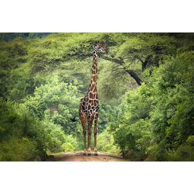 Tableau Girafe inattendue HEXOA