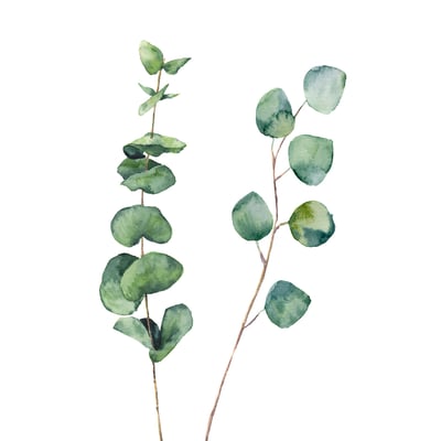 Tableau nature aquarelle feuilled' eucalyptus HEXOA