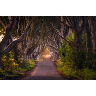 Tableau nature arbres enchanteurs HEXOA